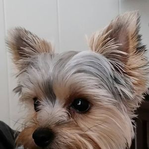 Meet your Posher, Meredith